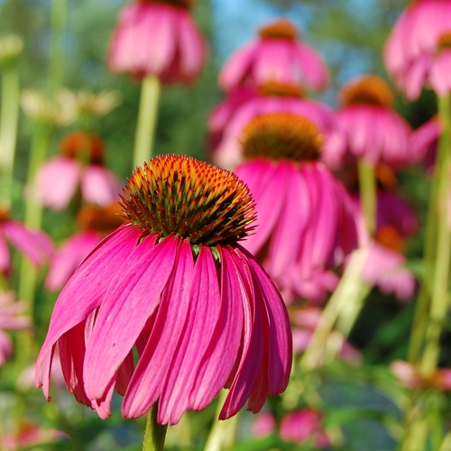 Blomsten på rød solhat, Echinacea