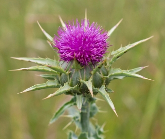 marietidsel blomst. Det er herfra man høster frøene